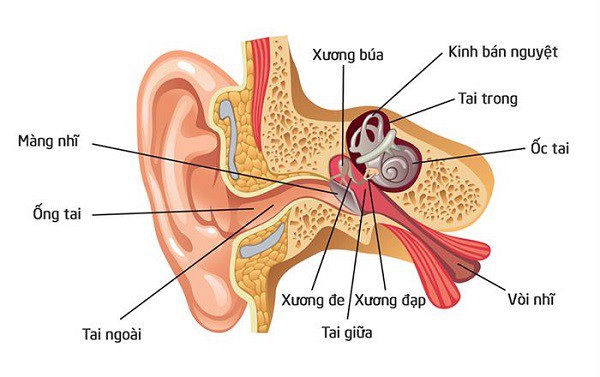 14/07/2020 - Nội soi chẩn đoán bệnh lý Tai Mũi Họng